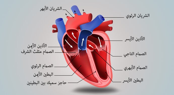 كيف تقي نفسك من خطر الإصابة بأمراض القلب